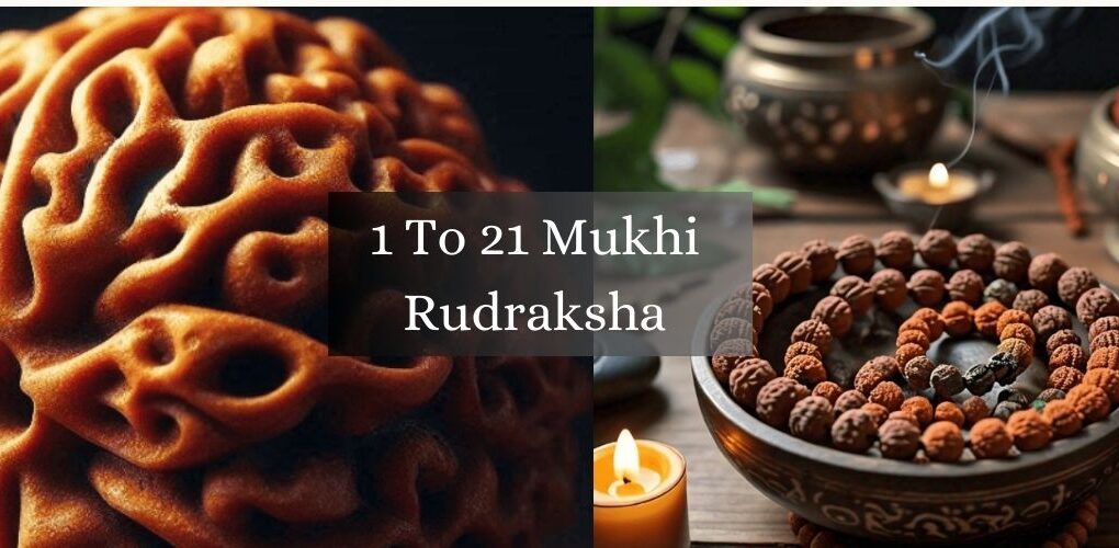 1 To 21 Mukhi Rudraksha