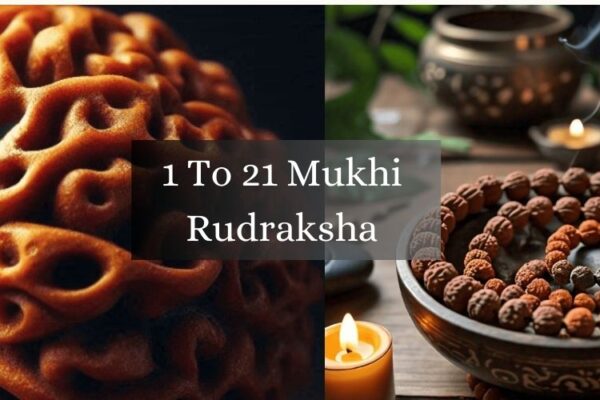 1 To 21 Mukhi Rudraksha